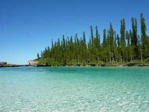 Coral reef araucaria