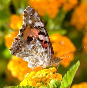 Australian painted lady