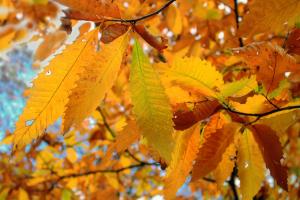 American chestnut