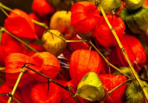 Chinese lanterns