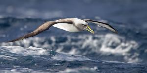 Buller's albatross