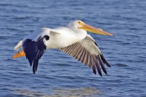 American white pelican