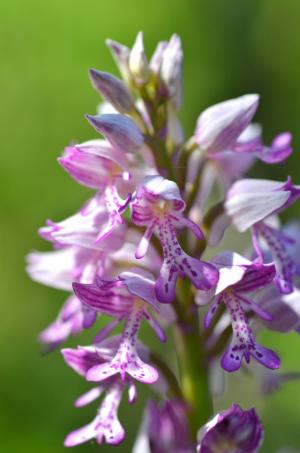 Military orchid