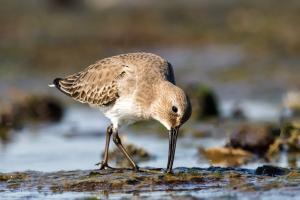 Dunlin