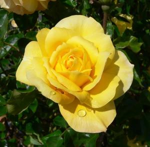 Rosa 'Sutter's Gold'