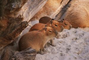 Capybara