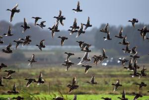 Northern pintails