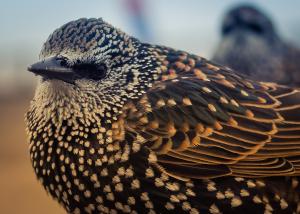 Starling