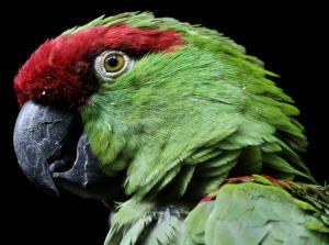 Thick-billed parrot