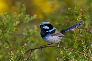 Superb fairywren