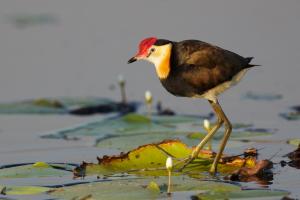 Comb-crested jacana