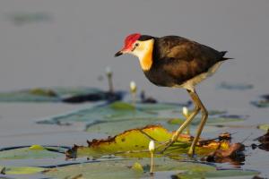 Comb-crested jacana