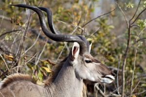 Greater kudu