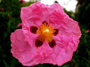 Orchid Rockrose