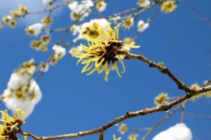 Witch-hazel