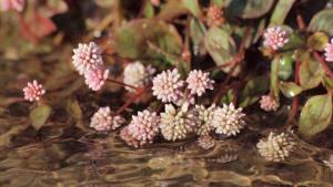 Pink knotweed