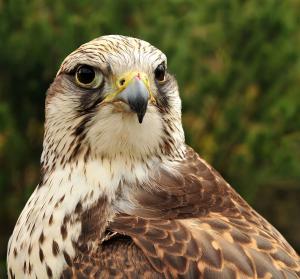 Saker falcon