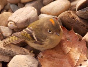 Ruby-crowned kinglet