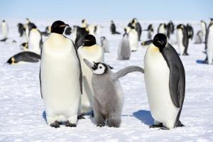 Emperor Penguins