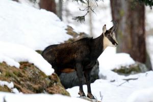 Chamois