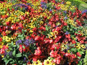 Pansies, Begonias and Heliotropes