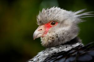 Southern screamer