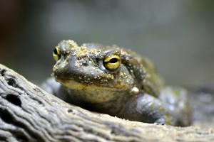 Colorado River toad