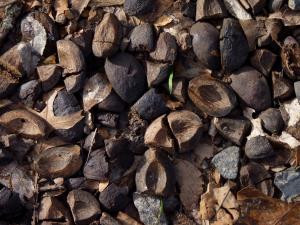 Shagbark hickory shells