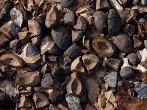 Shagbark hickory shells