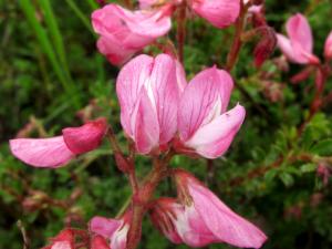 Restharrow