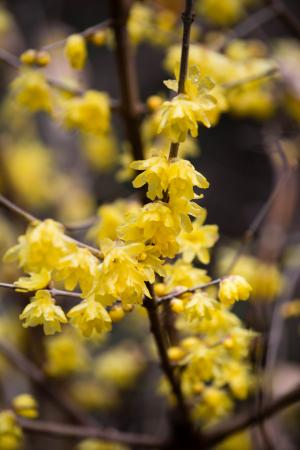 Chimonanthus praecox