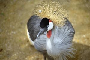 Grulla coronada cuelligrís