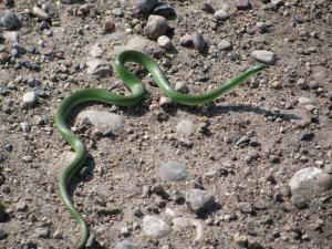 Smooth green snake