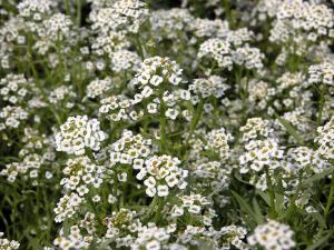 Sweet alyssum