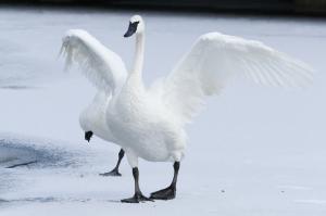 Trumpeter swan