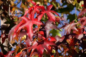 American sweetgum