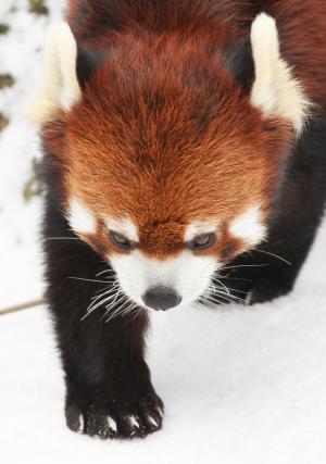 Red panda