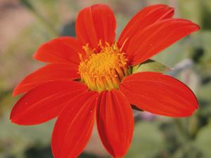 Mexican sunflower