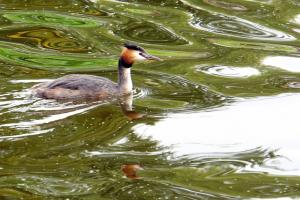 Great crested grebe