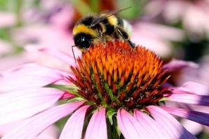 Eastern purple coneflower