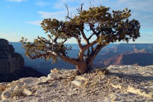 Pinyon pine