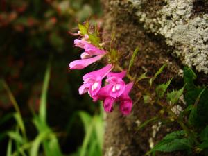 Melampyrum roseum