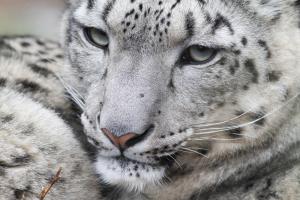 Leopardo de las nieves