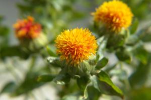 Safflower