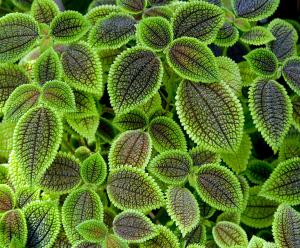 Pilea involucrata