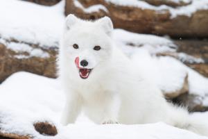 Arctic fox