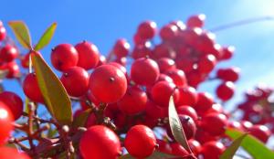 Nandina