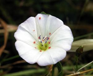 Field bindweed