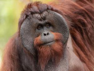 Orangután de Borneo