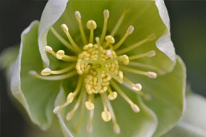 Hellebore